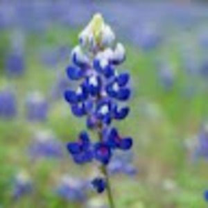 Meet your Posher, Lainey